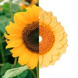 Sun the Sunflower Baby Teether